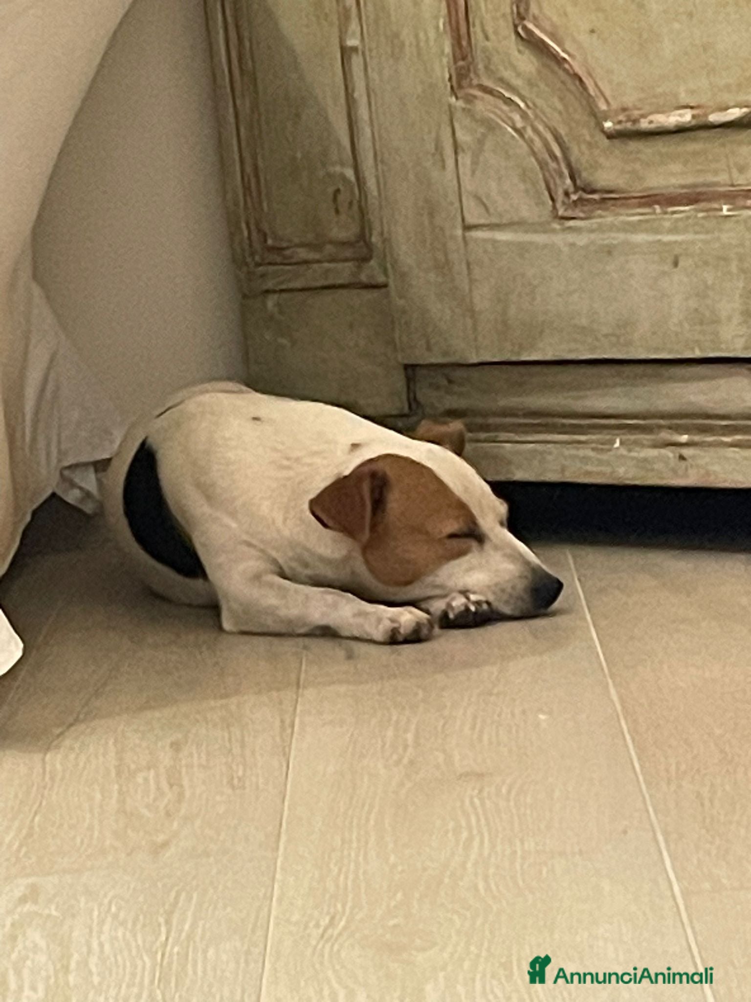 Jack Russell cani NIKA - JACK RUSSELL - Annuncio 2