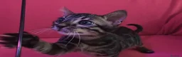 Bengala gatti in vendita: Splendidi gattini del Bengala  - Annuncio 5