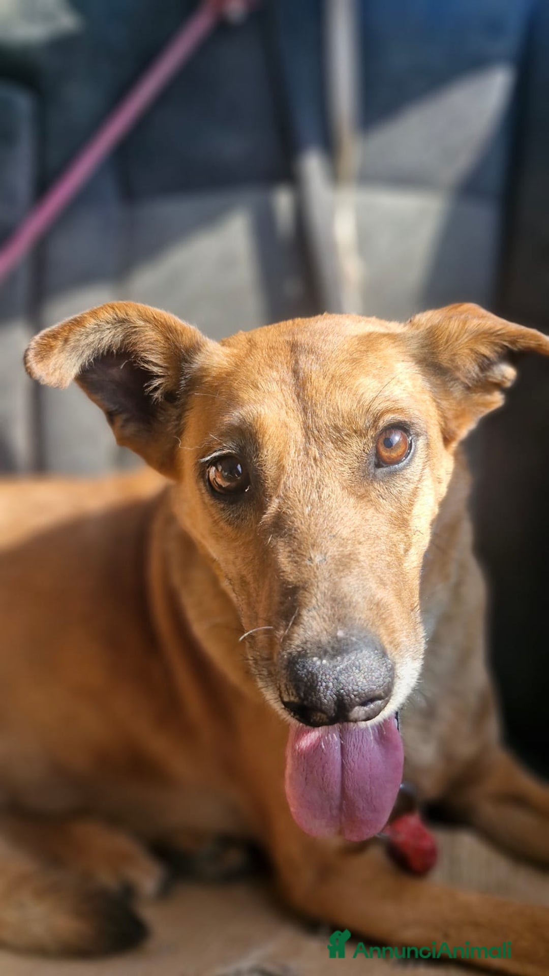 Meticcio cani in regalo: Splendida meticcia - FAITH - Annuncio 3