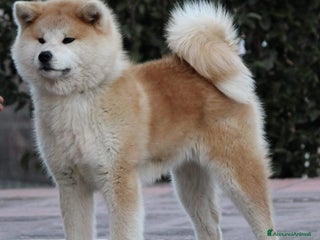 Akita Inu cani Ultima cucciola di 6 - Annuncio 4