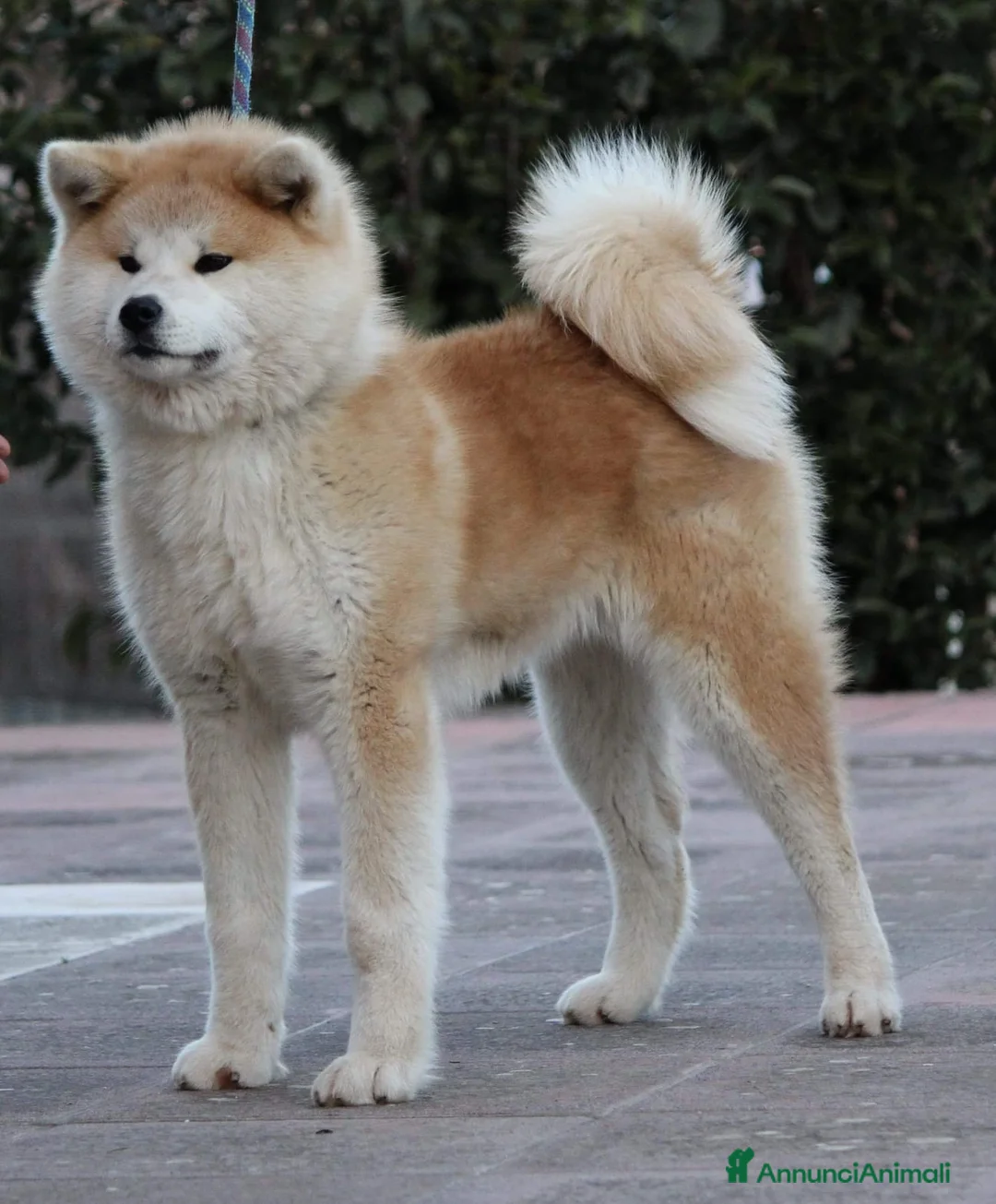 Akita Inu cani in vendita: Ultima cucciola di 6  - Annuncio 1