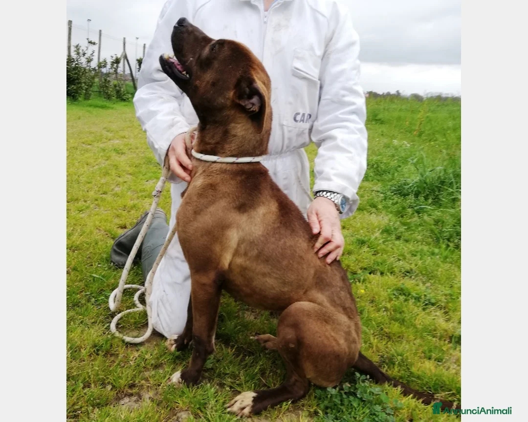 Meticcio cani in regalo: Lady, derivata pitbull cane Femmina a Latina - Annuncio 1