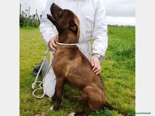 Meticcio cani Lady, derivata pitbull cane Femmina a Latina - Annuncio 1