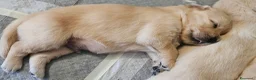 Golden Retriever cani in vendita: SPLENDIDI CUCCIOLI GOLDEN RETRIEVER  - Annuncio 10