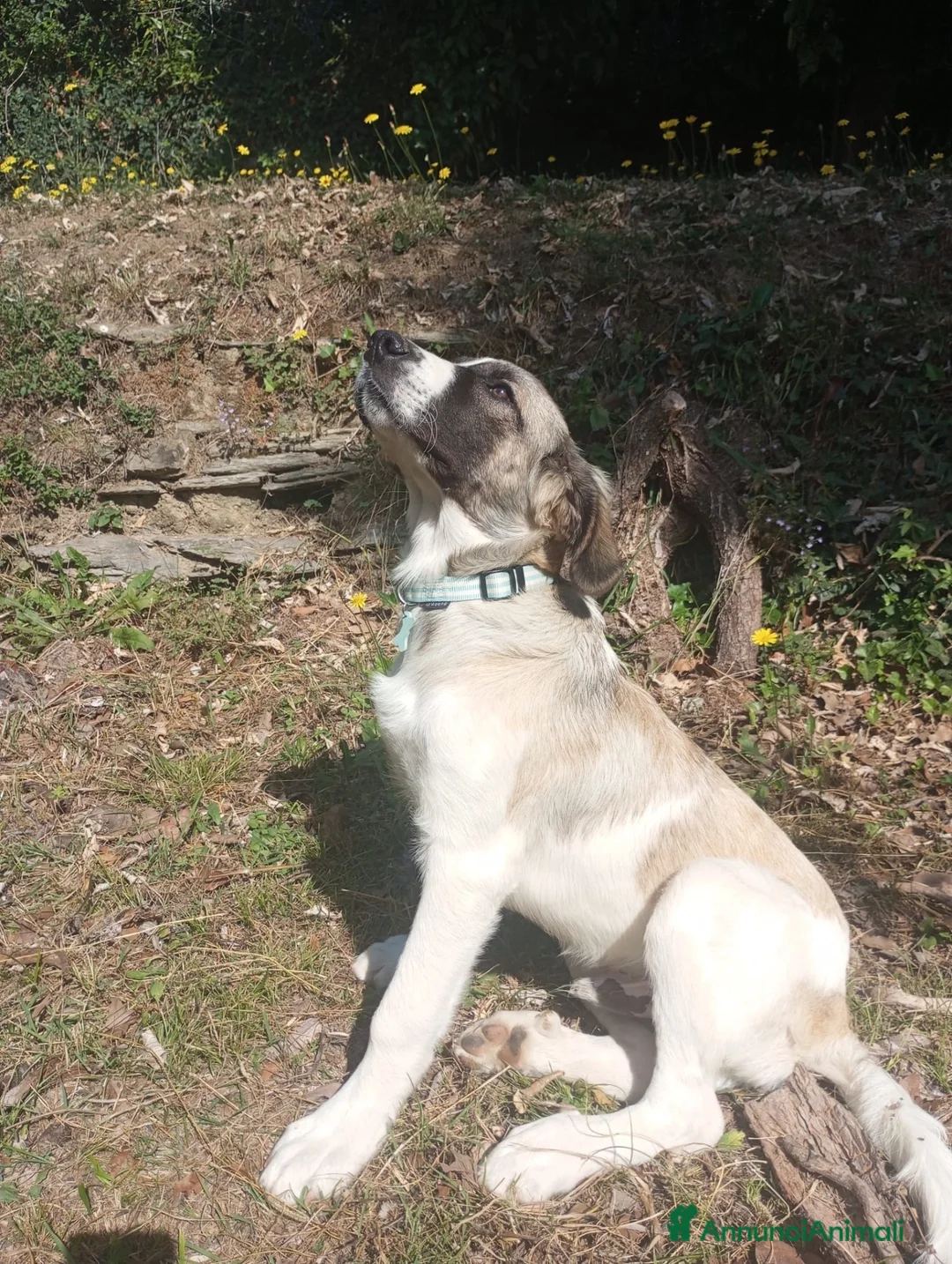 Meticcio cani in regalo: Aslan - Annuncio 2