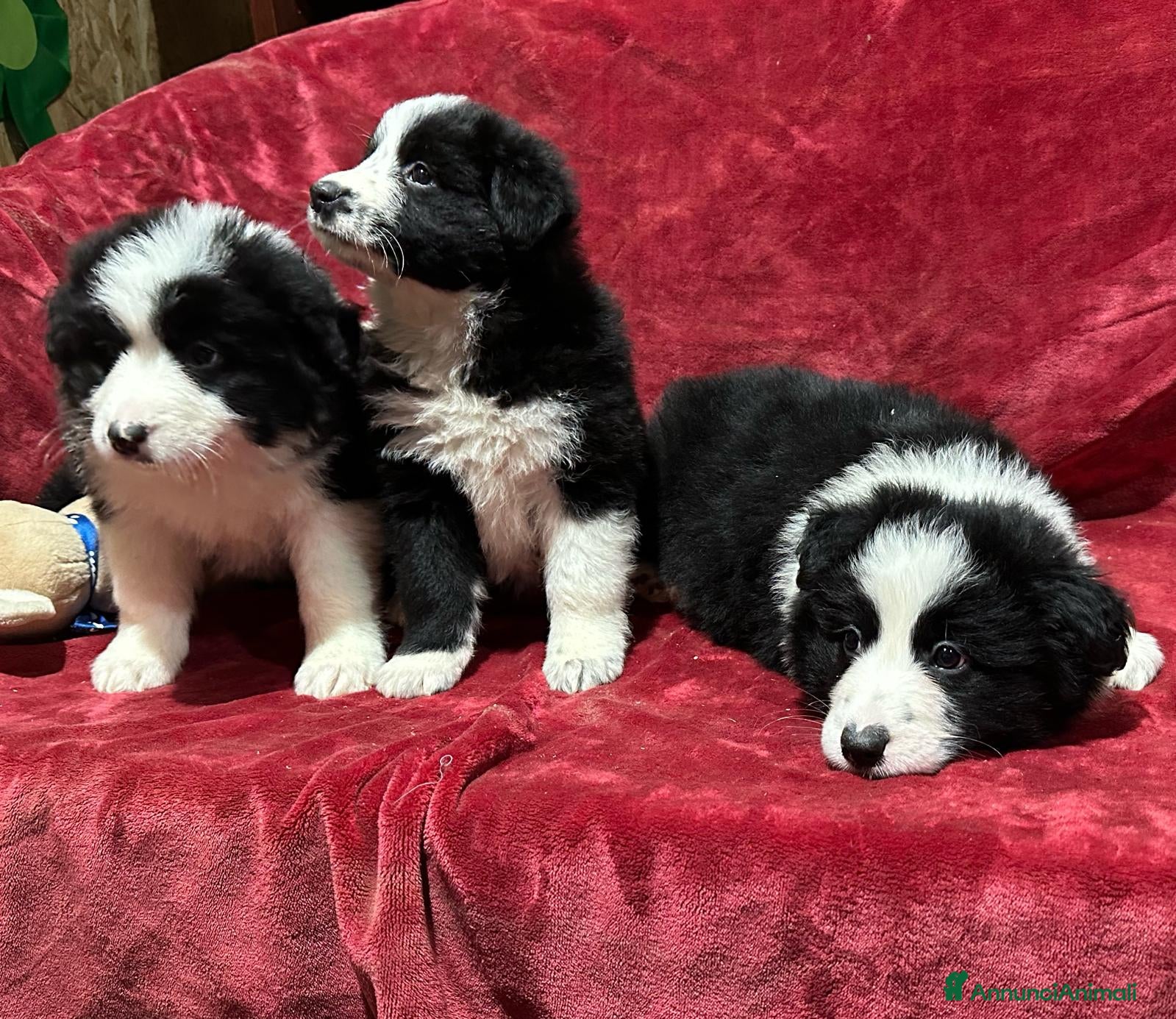 Border Collie cani BORDER COLLIE - Annuncio 1