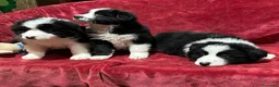 Border Collie cani in vendita: BORDER COLLIE - Annuncio 1