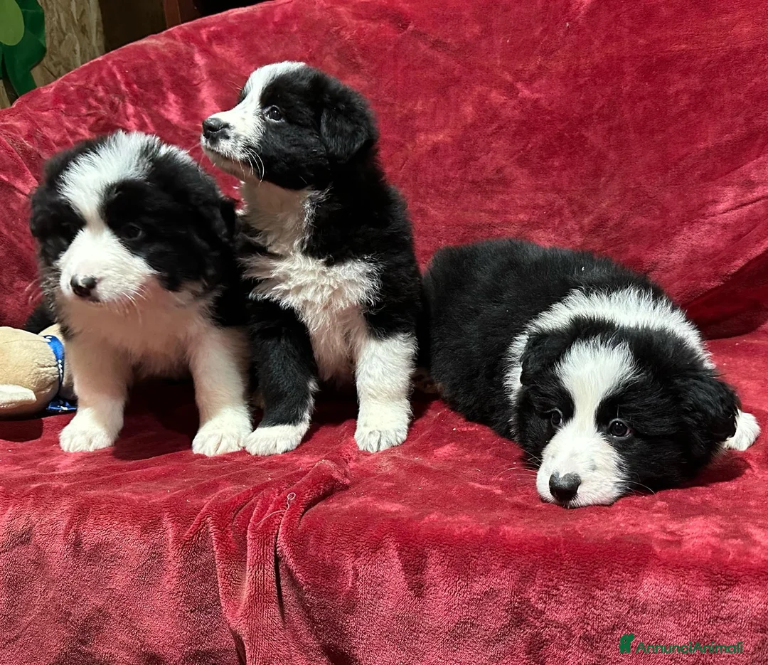 Border Collie cani in vendita: BORDER COLLIE - Annuncio 1