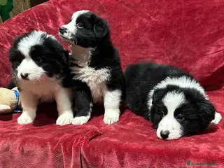 Border Collie cani BORDER COLLIE - Annuncio 1