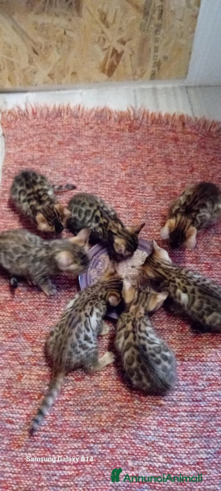 Bengala gatti Bengala cuccioli brown - Annuncio 18