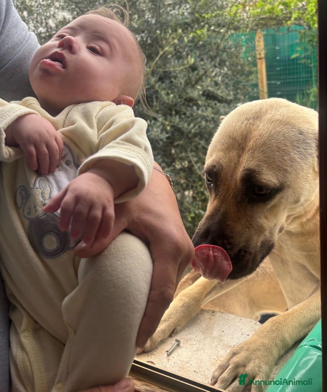 Cane Corso cani in vendita: Cuccioli di Cane Corso D Élite  - Annuncio 5