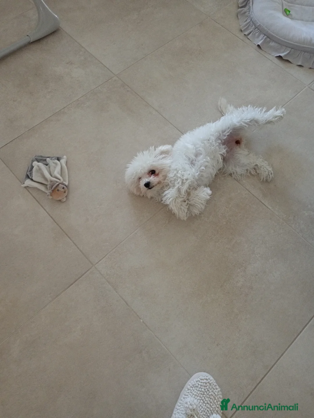 Maltese cani in vendita: Maltese femmina  - Annuncio 3