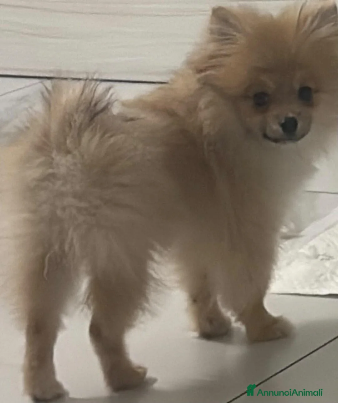 Spitz cani in vendita: Spitz pomerania a Città metropolitana di Catania - Annuncio 2