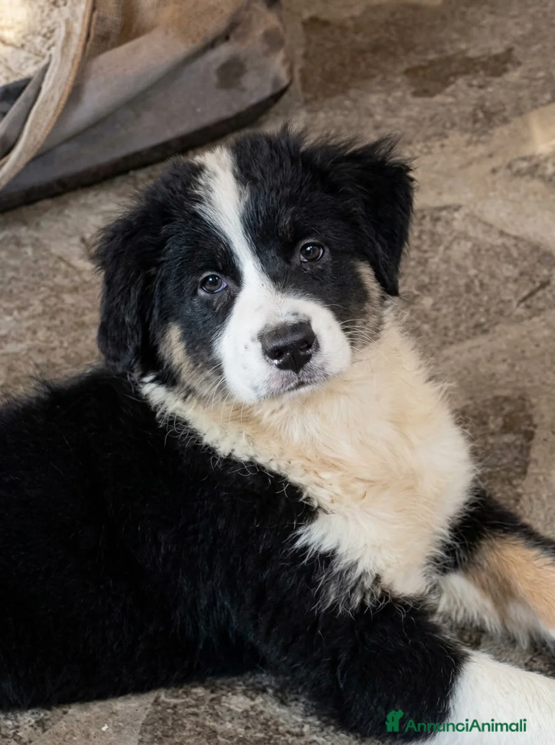 Australian Shepherd cani in vendita: Pastore australiano Australian Shepherd pedigree  - Annuncio 2