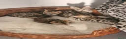 Bengala gatti in vendita: Gatto del bengala  - Annuncio 3