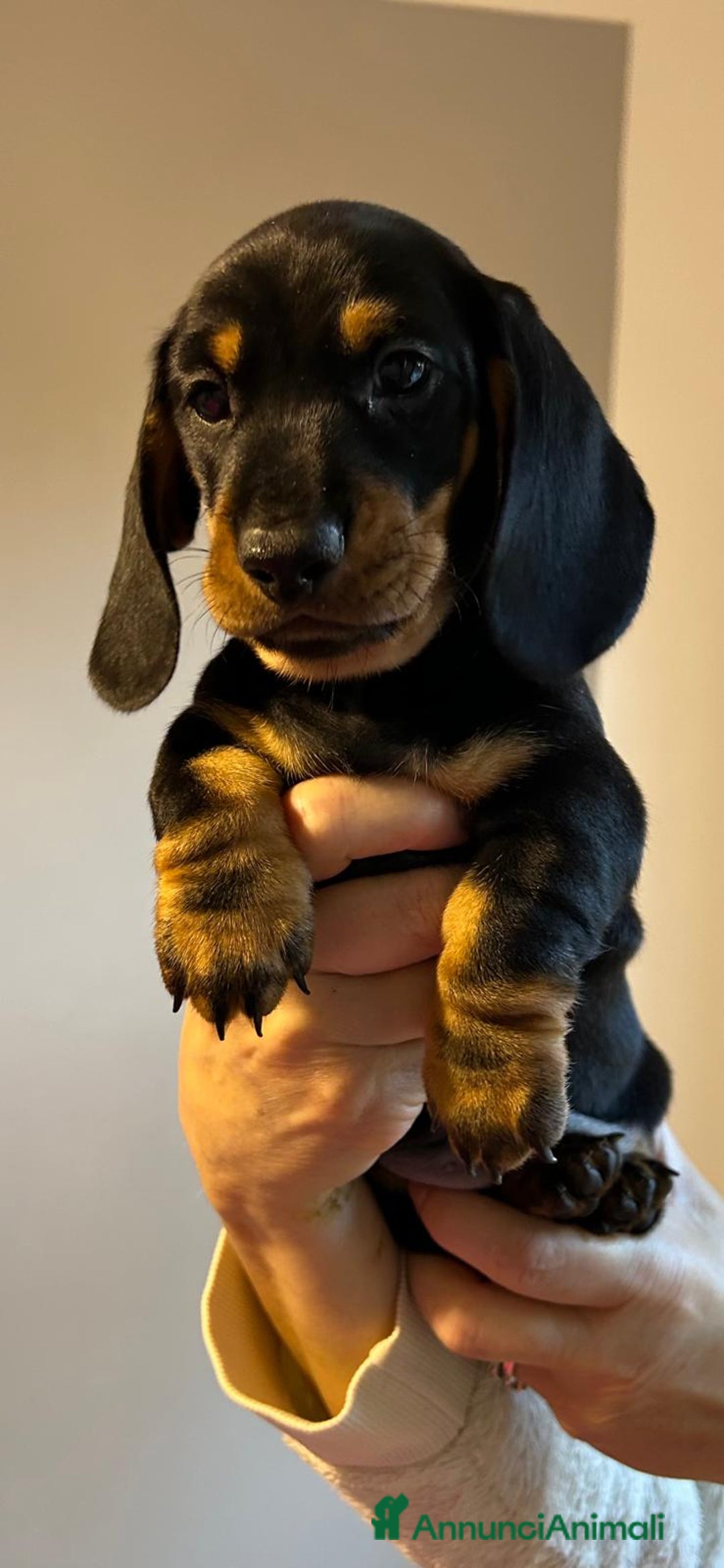 Bassotto cani in vendita: Bassotti Tedeschi Nani a Pelo Corto-Pedigree  - Annuncio 30