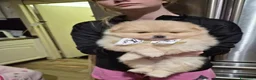 Volpino Pomerania cani in vendita: Cuccioli di Pomerania - Annuncio 14