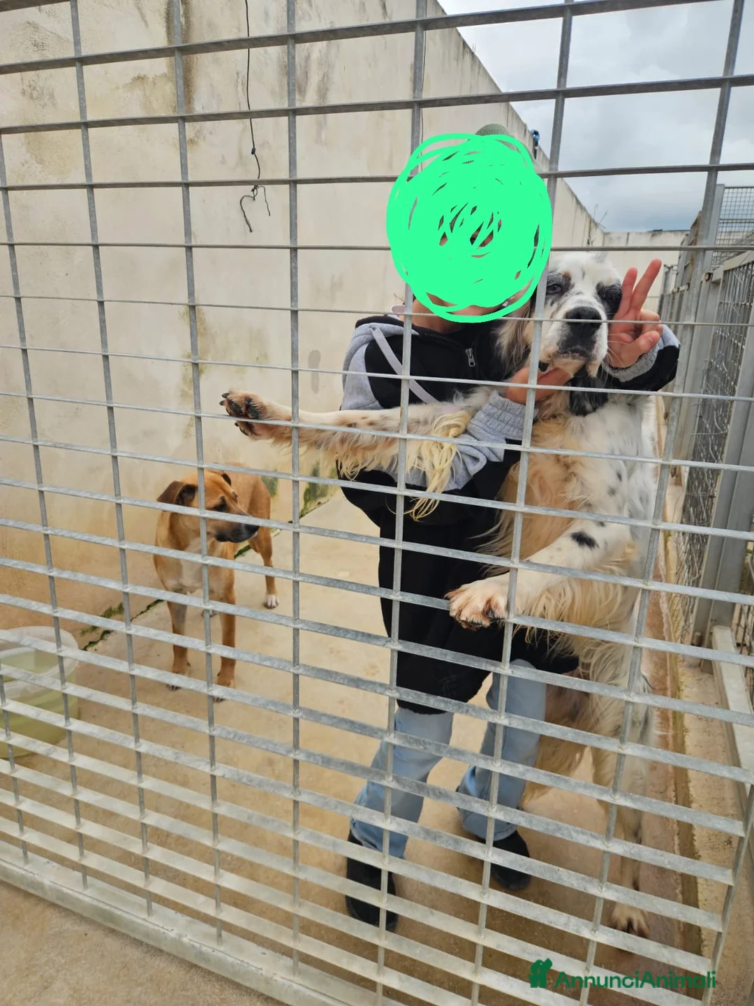 Setter Inglese cani in regalo: Zeus: giovane setter socievole equilibrato  - Annuncio 2