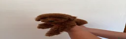 Barboncino Toy cani in vendita: Cucciolo maschio barboncino Toy red  - Annuncio 2