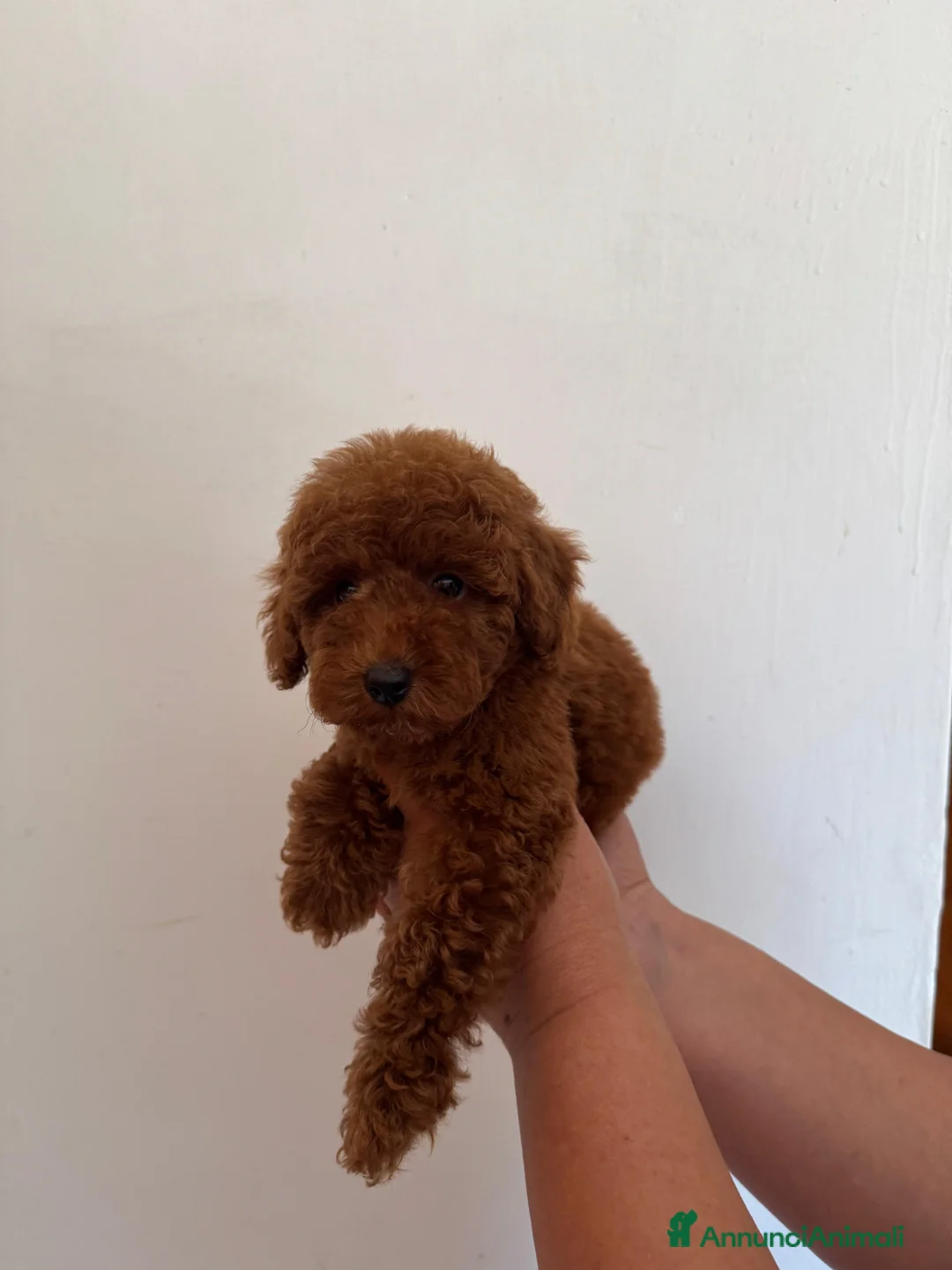 Barboncino Toy cani in vendita: Cucciolo maschio barboncino Toy red  - Annuncio 2
