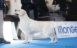 Golden Retriever cani in vendita: Cuccioli di golden retriever - Immagine 8