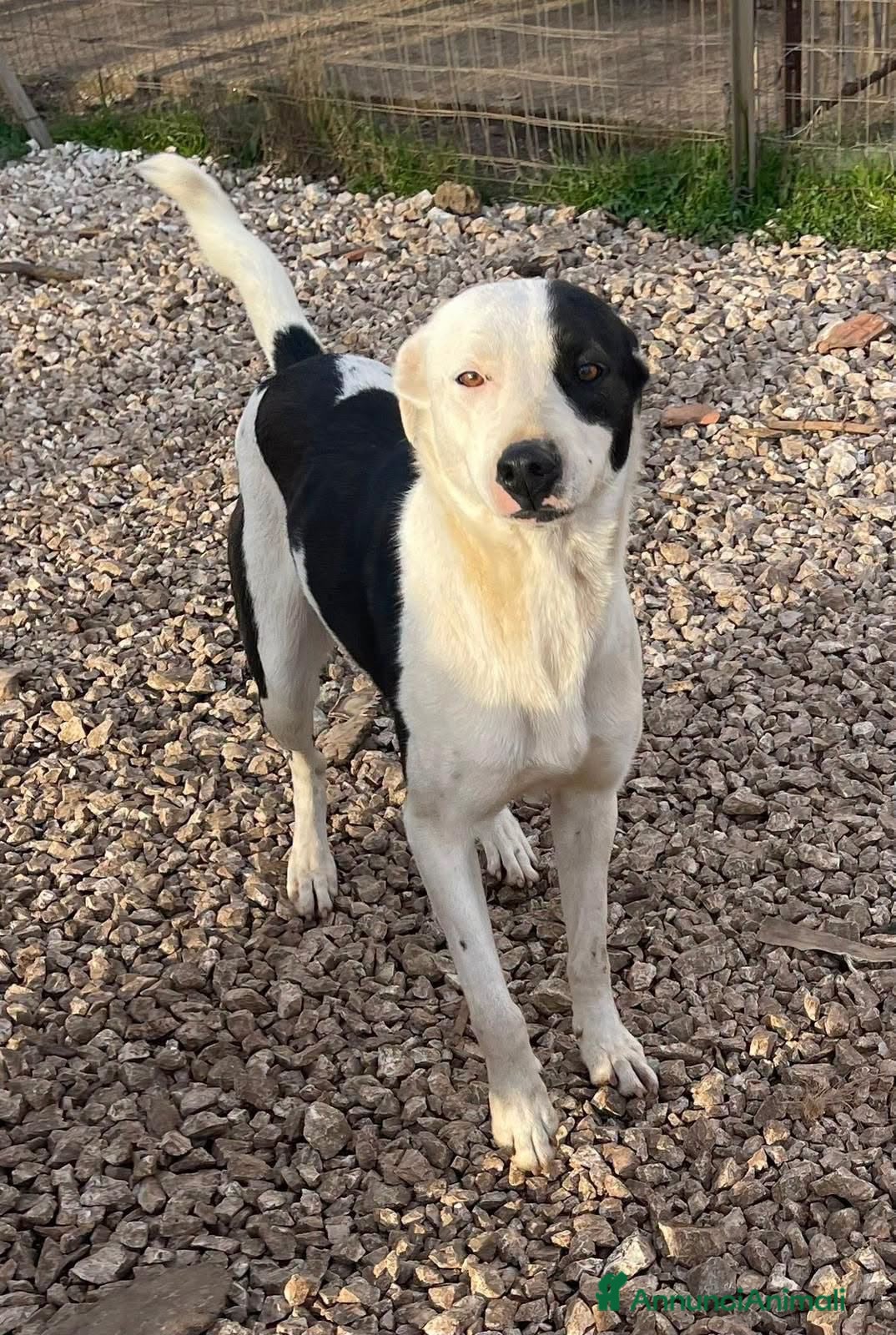 Meticcio cani Gypsy peperina dal cuore grande - Annuncio 35
