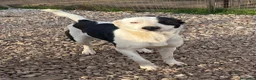 Meticcio cani in regalo: Gypsy peperina dal cuore grande - Annuncio 1