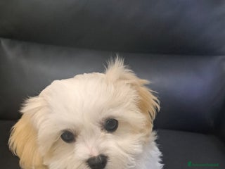 Bichon cani Maltese Roma - Annuncio 1