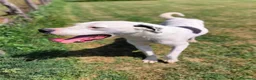 Meticcio cani in regalo: Rosario, cucciolone mix dalmata e dogo  - Annuncio 4