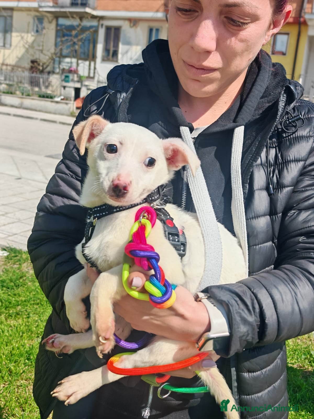 Meticcio cani Cucciola di taglia piccola  - Annuncio 2