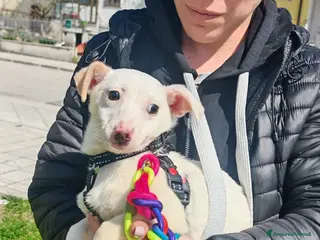 Meticcio cani Cucciola di taglia piccola - Annuncio 2