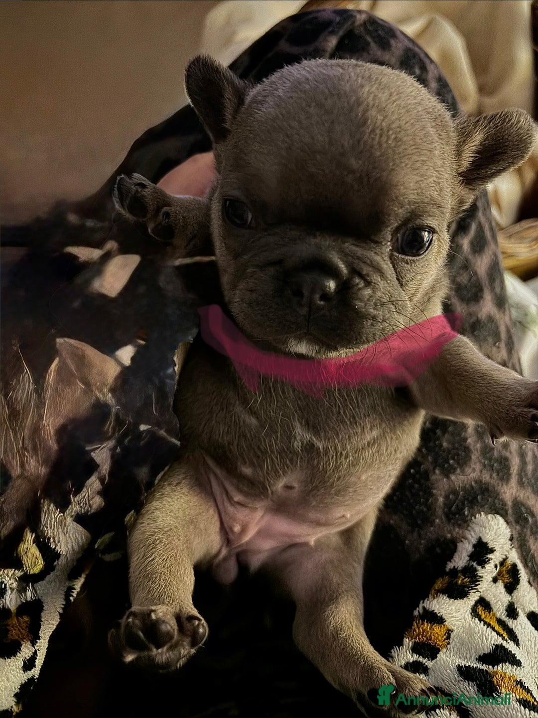 Bulldog Francese cani in vendita: Vendo bulldog francesi esotici - Annuncio 6