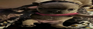 Bulldog Francese Cucciolo 3