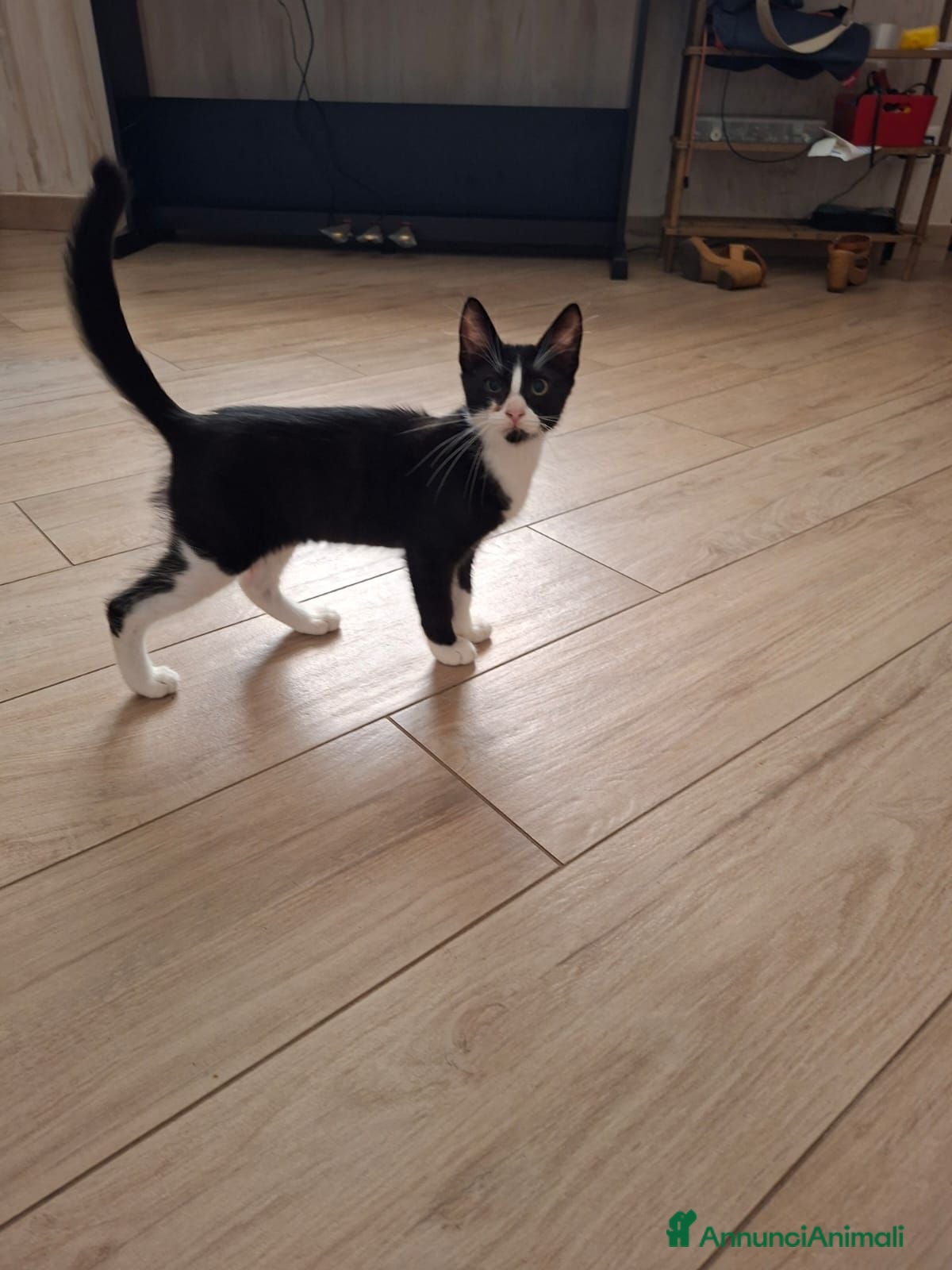 Meticcio gatti regalo gattino  - Annuncio 4