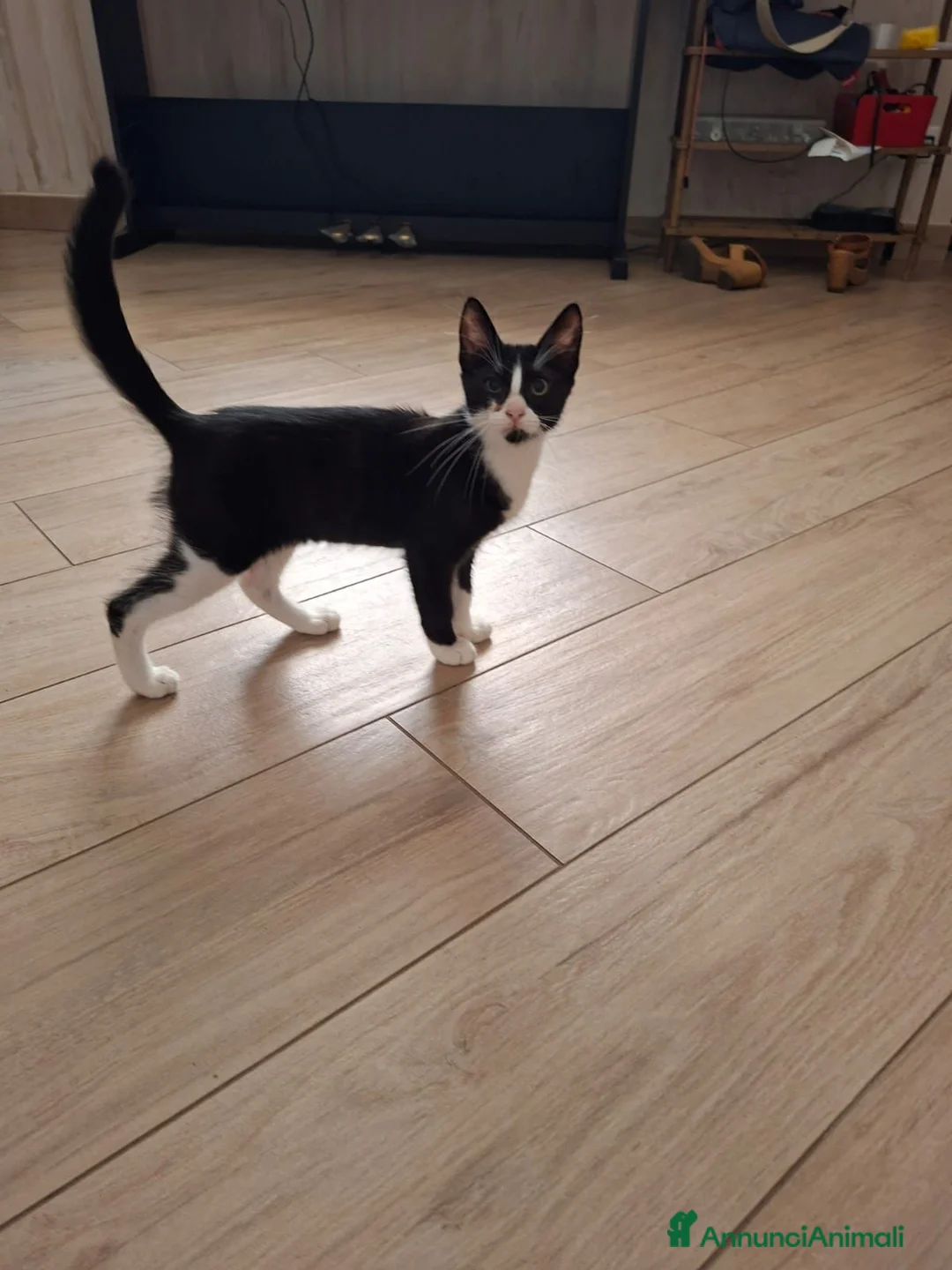 Meticcio gatti in regalo: regalo gattino  a Provincia di Latina - Annuncio 1