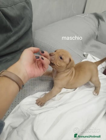 Pitbull cani Cuccioli di Pitbull ukc rednose - Annuncio 3