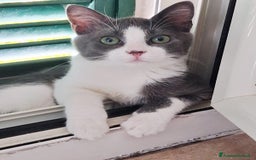 Europeo gatti in regalo: Pandino e Frangetta - Immagine 5