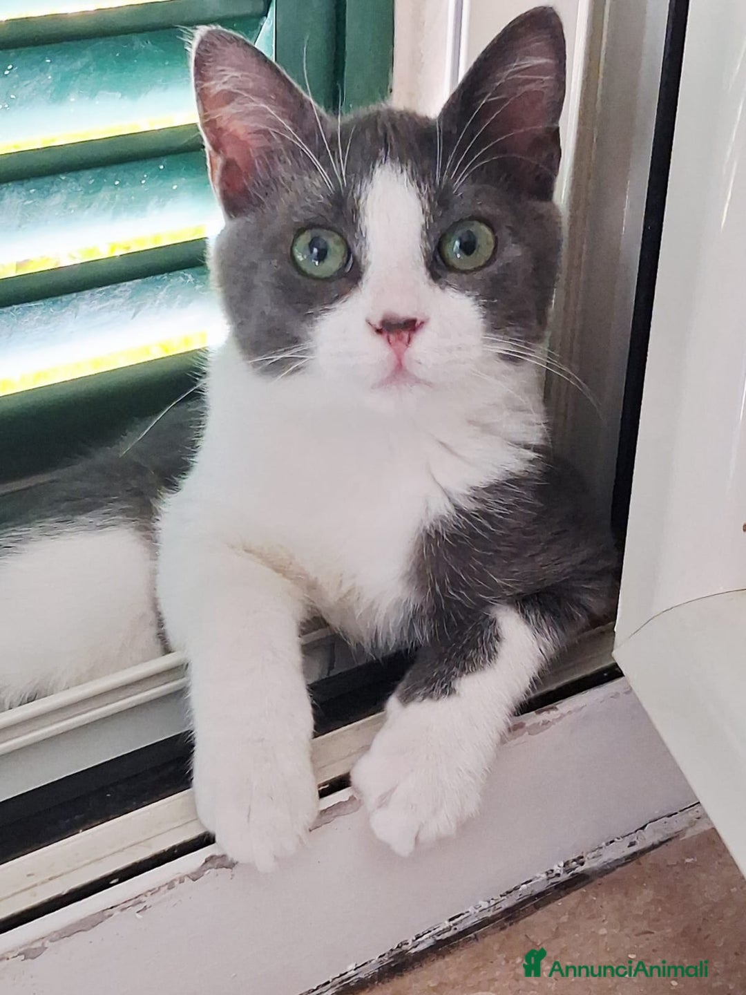 Europeo gatti in regalo: Pandino e Frangetta - Immagine 5