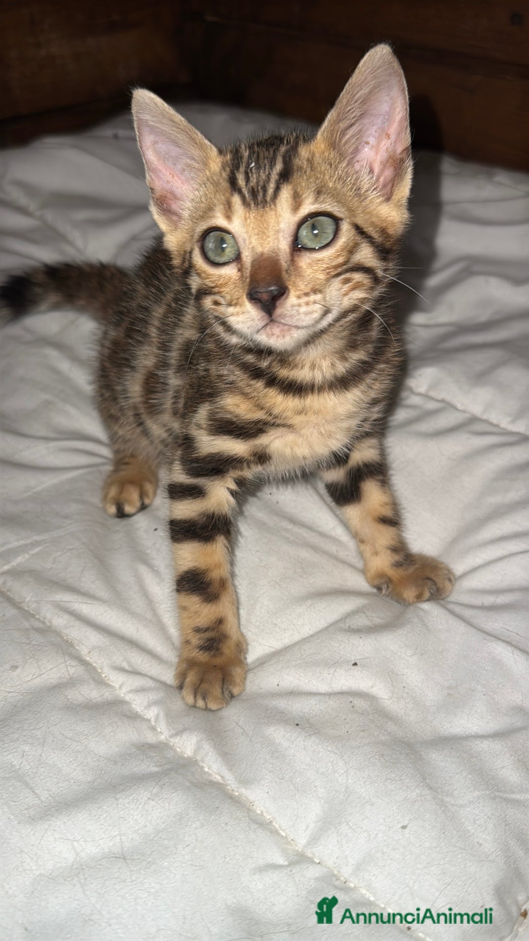 Bengala gatti in vendita: Cucciole di Bengal con Pedigree a Provincia di Asti - Immagine 20
