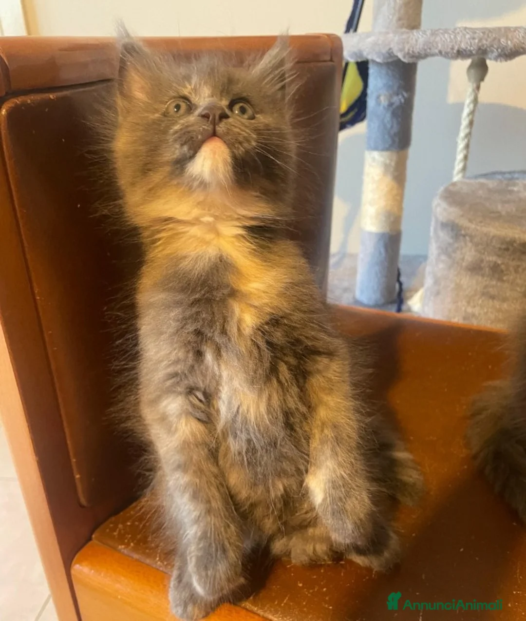 Maine Coon gatti in vendita: Maine Coon  - Annuncio 2