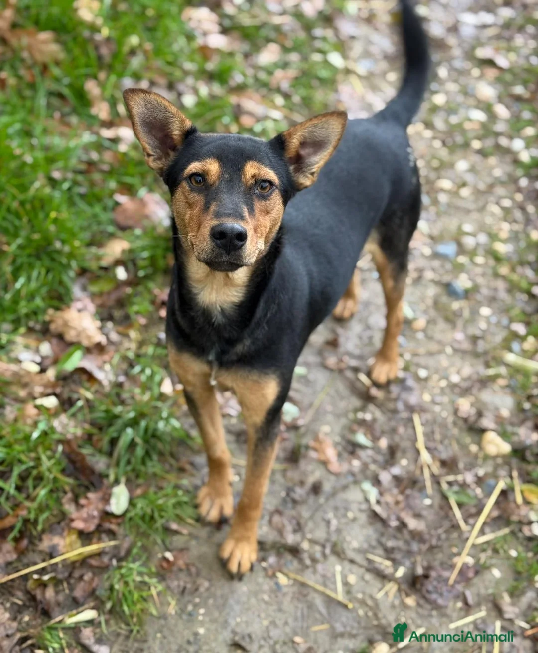 Meticcio cani in regalo: ENA, simpaticissima orecchiona! TAGLIA PICCOLA - Annuncio 2