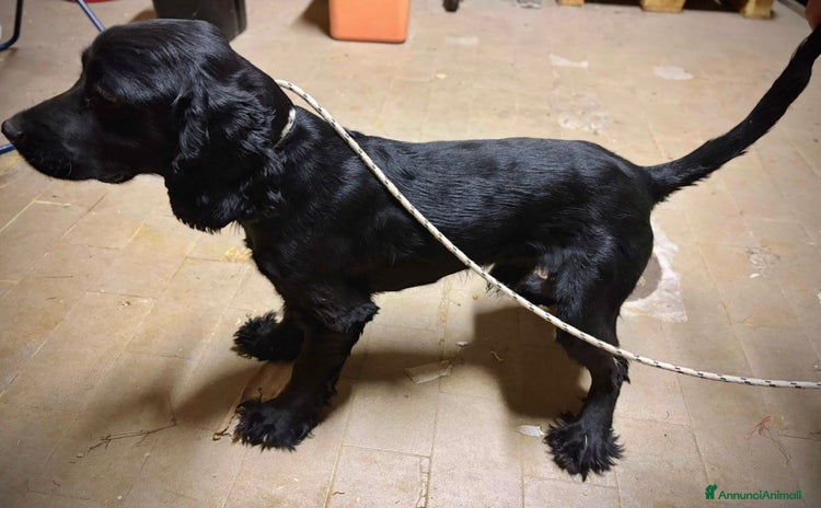 Meticcio cani a Provincia di Macerata - Annuncio 1