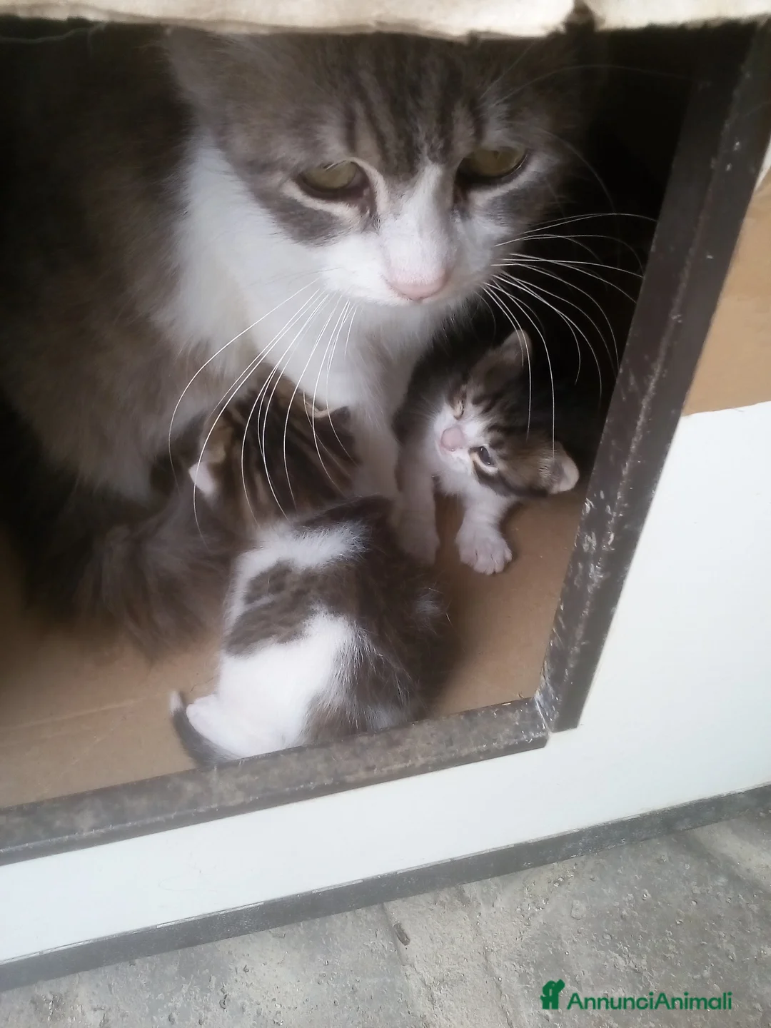 Altre razze gatti in regalo: Gattini per adozione a Provincia di Vibo Valentia - Annuncio 2