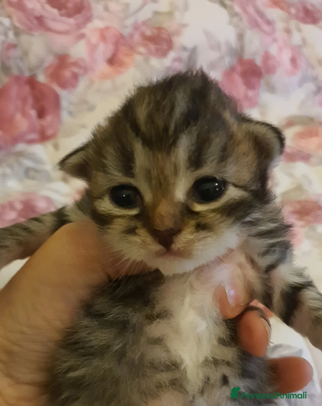 Siberiano gatti in vendita: cuccioli gattini siberiani ipoallergenici - Annuncio 6