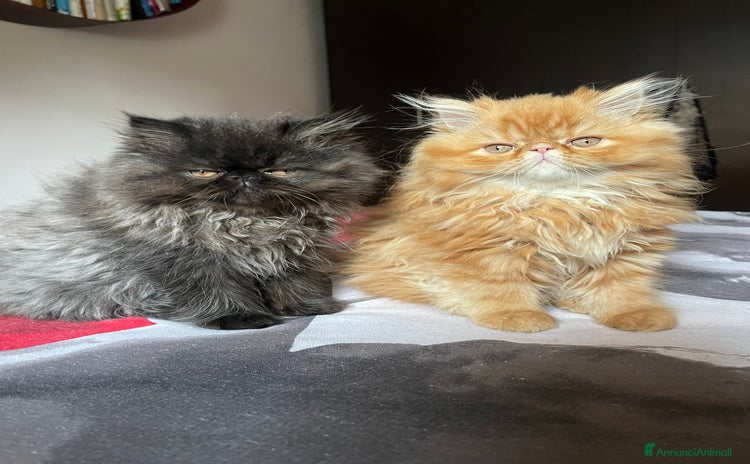 Persiano gatti a Provincia di Reggio Emilia - Annuncio 1