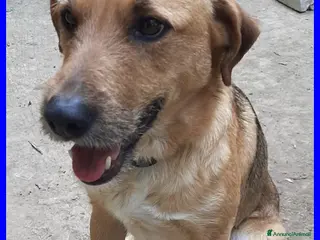 Meticcio cani GULLIVER simpatico tg mediopicc. - Annuncio 10