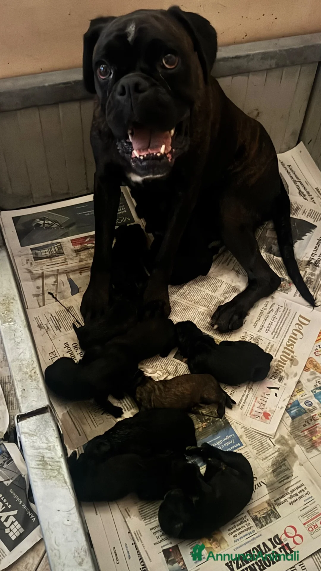 Boxer cani in vendita: Cuccioli boxer - Annuncio 1