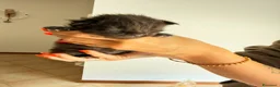 Maine Coon gatti in vendita: Gattini di Maine Coon con pedigree  - Annuncio 2