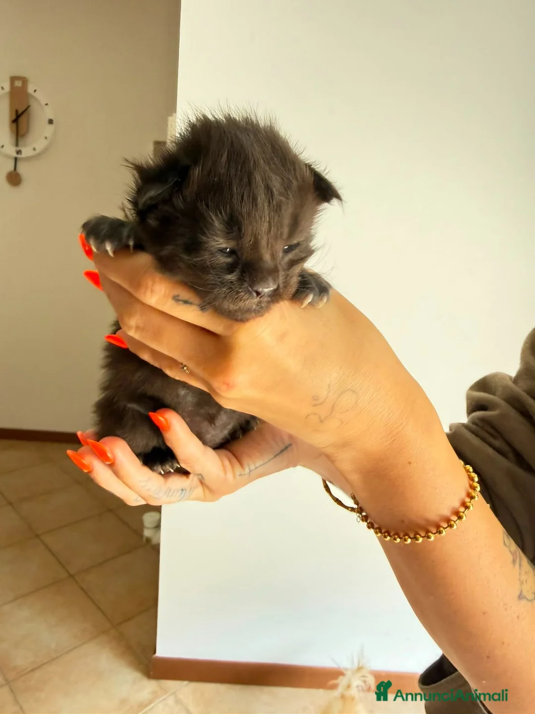 Maine Coon gatti in vendita: Gattini di Maine Coon con pedigree  - Annuncio 2