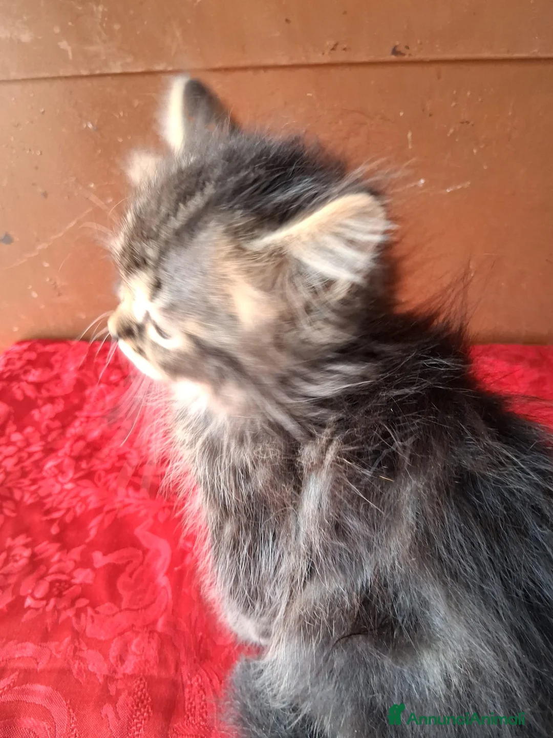 Siberiano gatti in vendita: Gattino Siberiano/Persiano - Annuncio 3